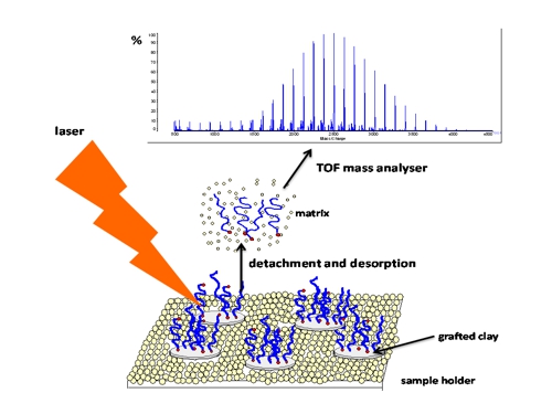 MALDI-ToF analysis of polymer molecules that are grafted into a clay surface